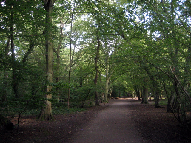 Highgate Wood