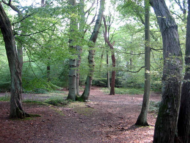 Highgate Wood