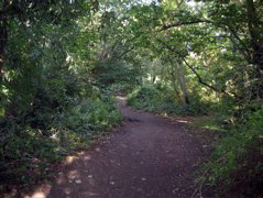 The Parkland Walk