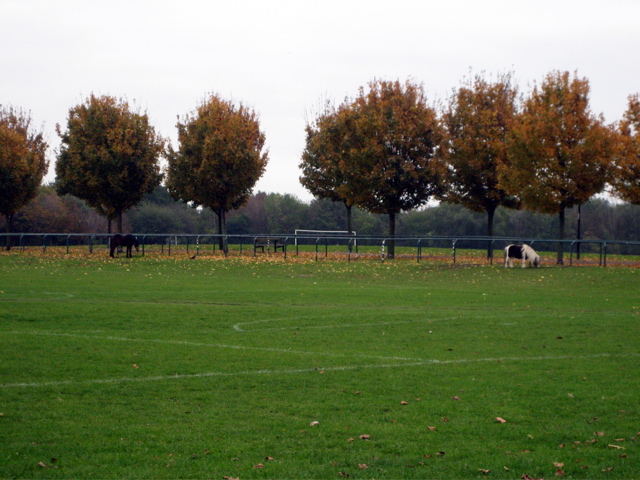 2 horses in the Park