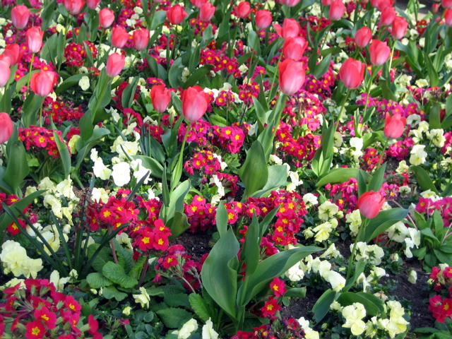 Red flowers