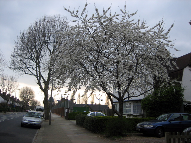Trees in the suburbs