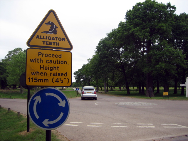 Scary alligator teeth