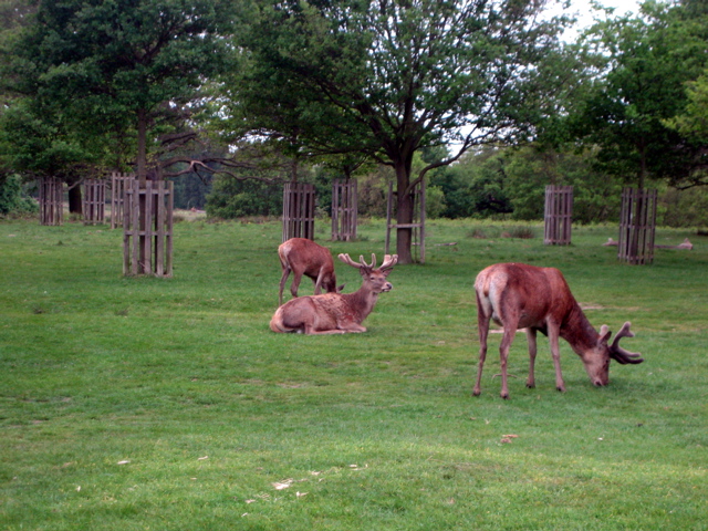 Red deer