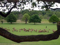 The deer be chillin'