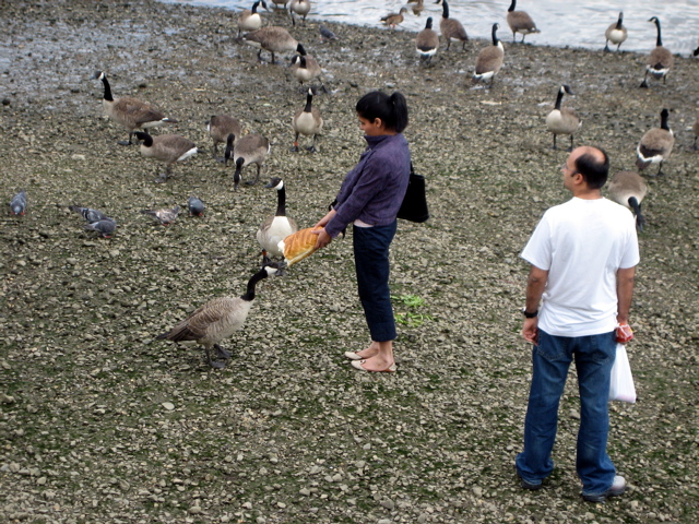 Geese can be dangerous