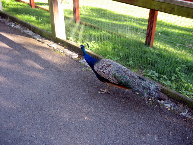 Peacock