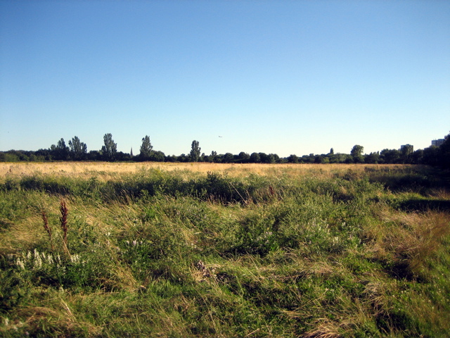 Bitterns Field