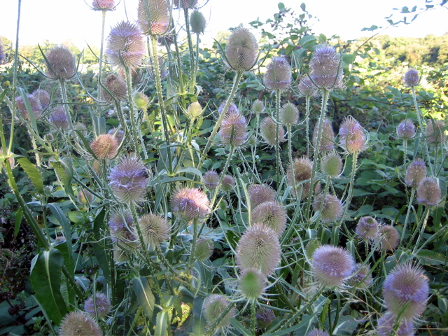 Thistles