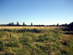 Bitterns Field