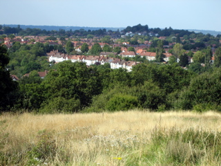 On Horsenden Hill