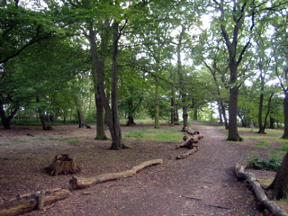 Now in Horsenden Wood