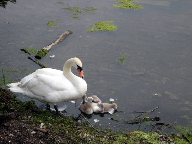 Swan and Babies