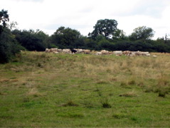 Cows