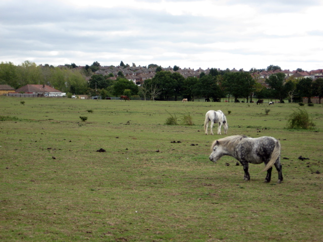 Obligatory LOOP horse