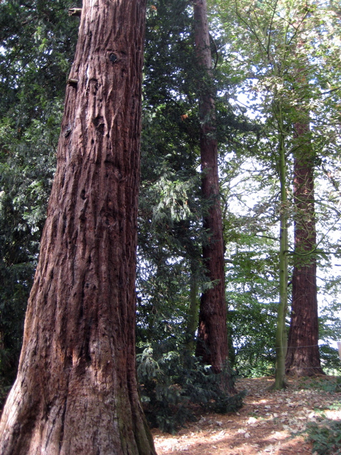 Giant Redwood Tree