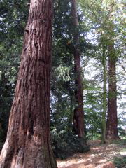 Giant Redwood Tree