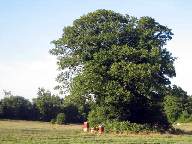 Hives under a Tree