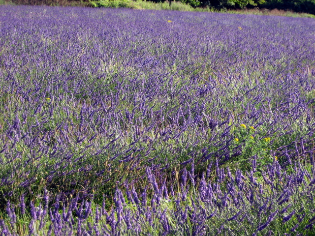 More Lavender