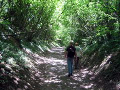 An old forest route.