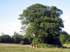 Hives under a Tree