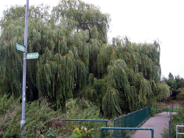 Arriving in Suburbia