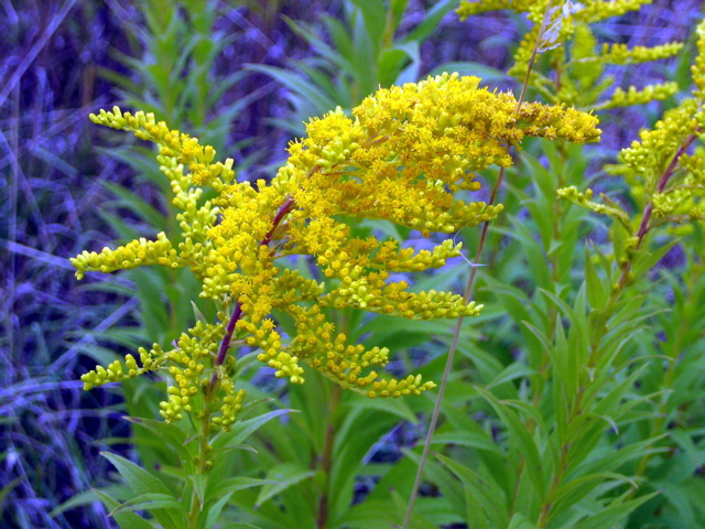 Pretty yellow flower