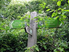 Sign in the forest