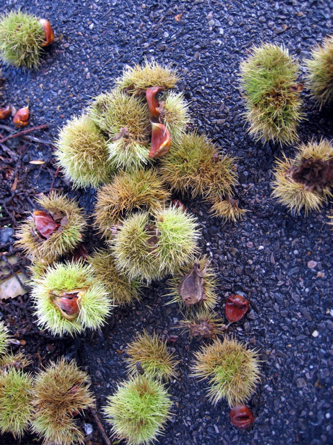 Chestnuts