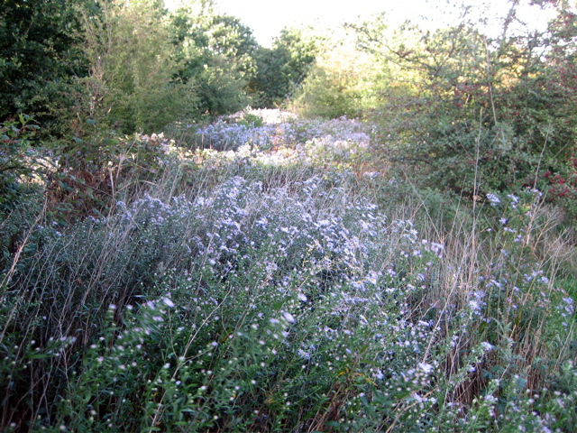 Hounslow Heath