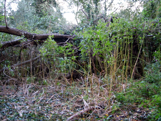 It's Rough in Donkey Wood