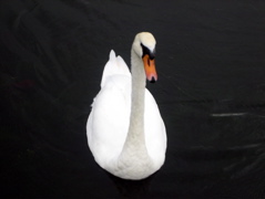 Swan