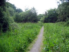 Crane Bank Water Meadows