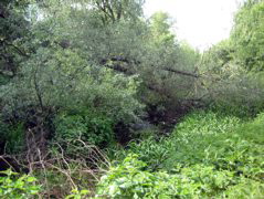 Little Britain Lakes