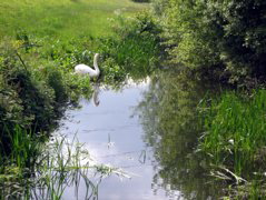 Swan Lake