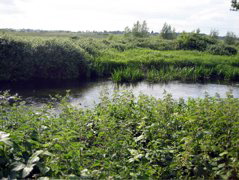 Colne River
