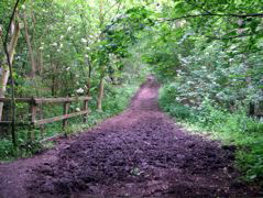 Bishop's Wood Country Park